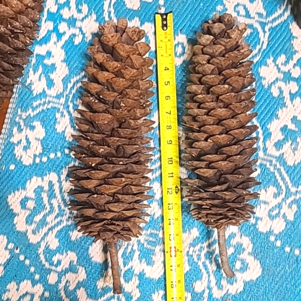 🪩 DISCO DEALS 1 Gigantic pinecone!  XXL, HUGE, MASSIVE, Very Big - Picture 11 of 11